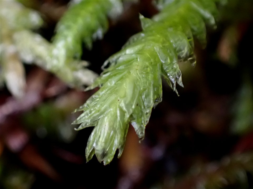 Waved Silk-moss (Plagiothecium undulatum)