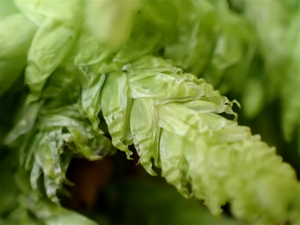 Waved Silk-moss (Plagiothecium undulatum)