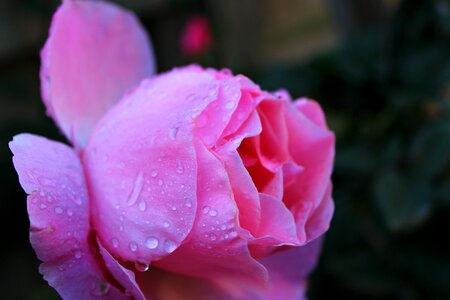Rose pink the roses bloom