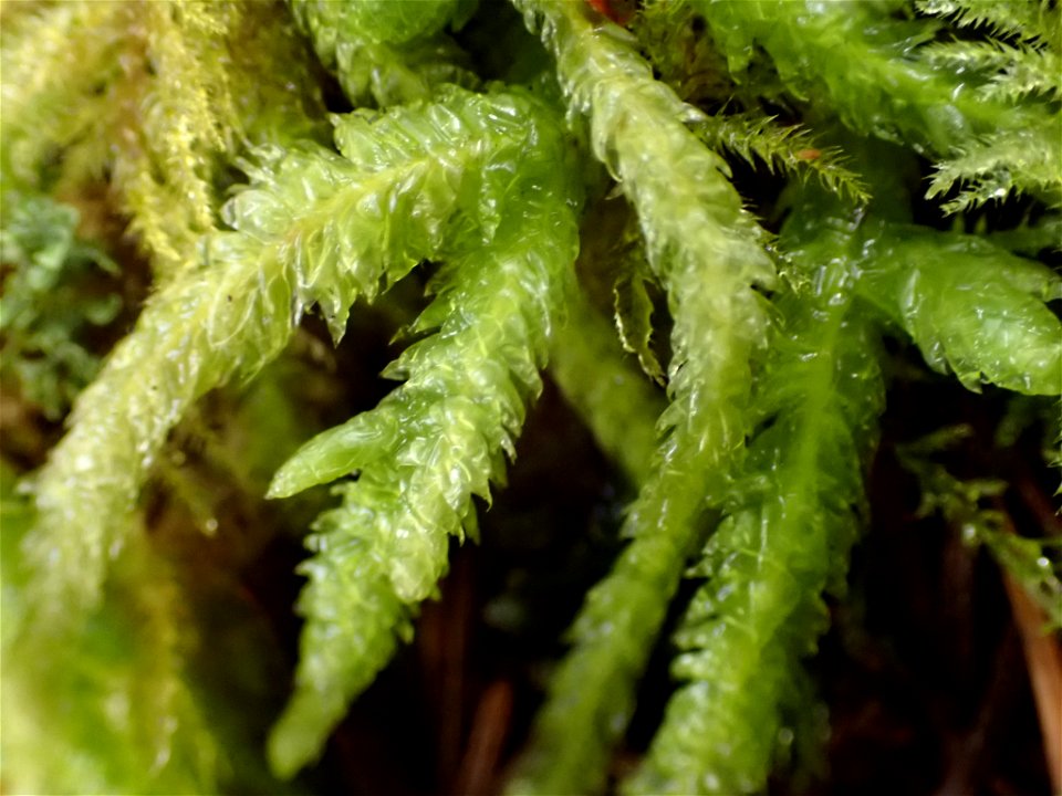 Waved Silk-moss (Plagiothecium undulatum)
