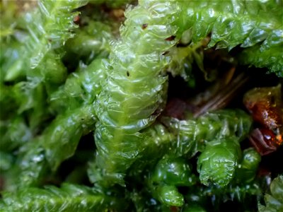 Waved Silk-moss (Plagiothecium undulatum)