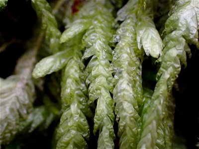 Waved Silk-moss (Plagiothecium undulatum)