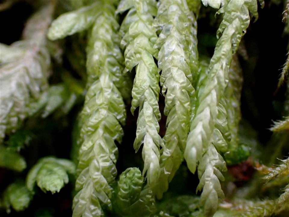 Waved Silk-moss (Plagiothecium undulatum)