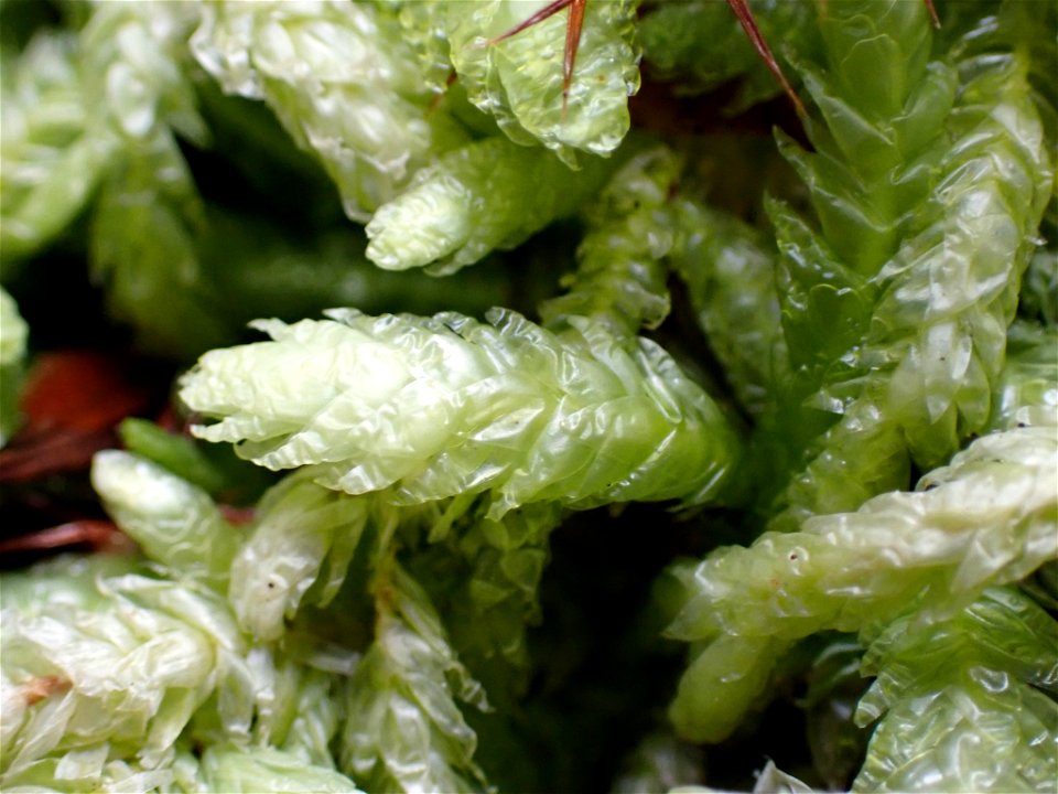 Waved Silk-moss (Plagiothecium undulatum)