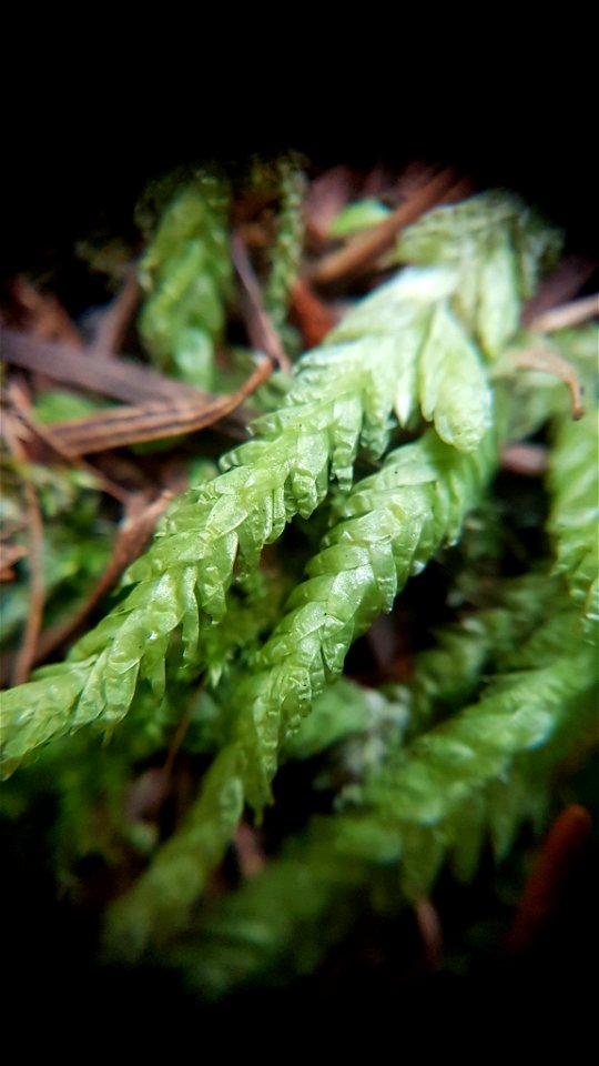 Waved Silk-moss (Plagiothecium undulatum)