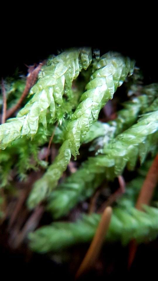 Waved Silk-moss (Plagiothecium undulatum)