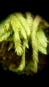 Waved Silk-moss (Plagiothecium undulatum)