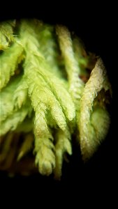 Waved Silk-moss (Plagiothecium undulatum)