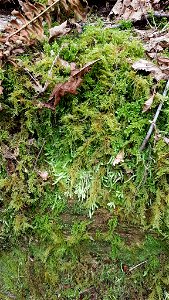 Waved Silk-moss (Plagiothecium undulatum)