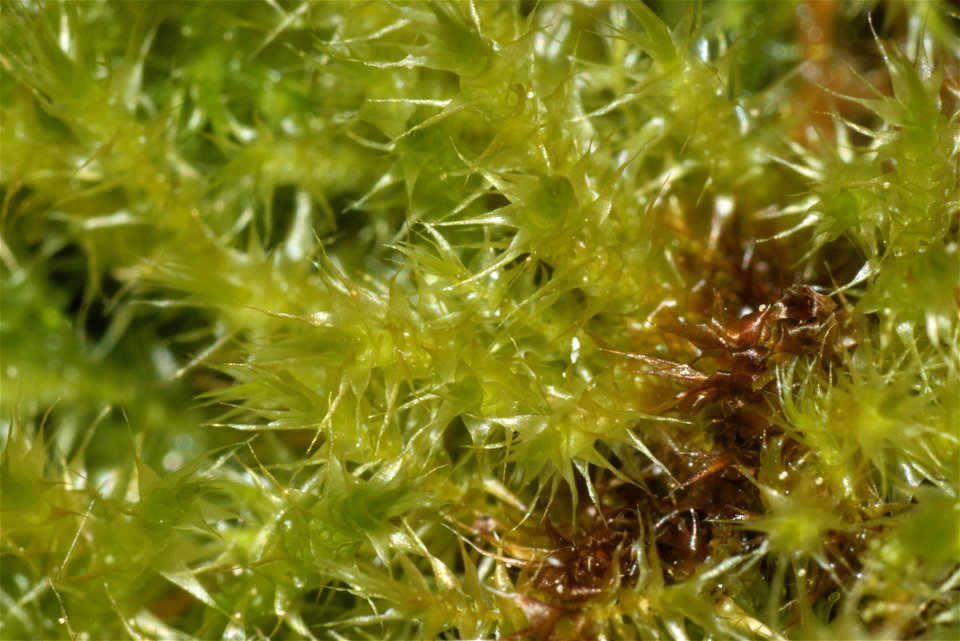 Campylium stellatum