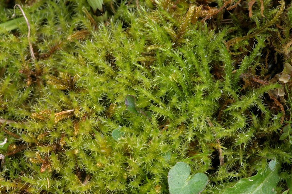 Campylium stellatum