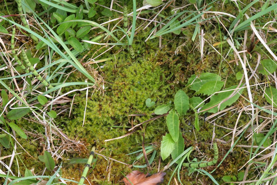 Campylium stellatum