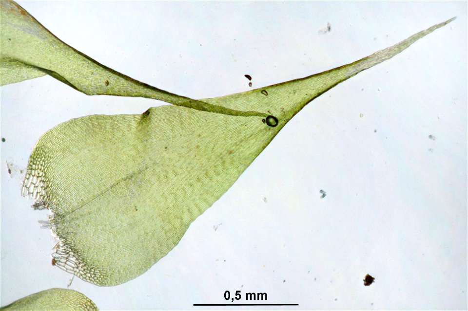 Campylium stellatum