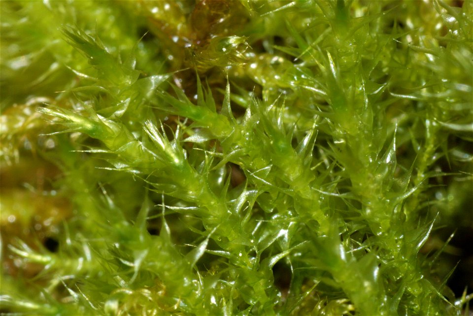 Campylium stellatum