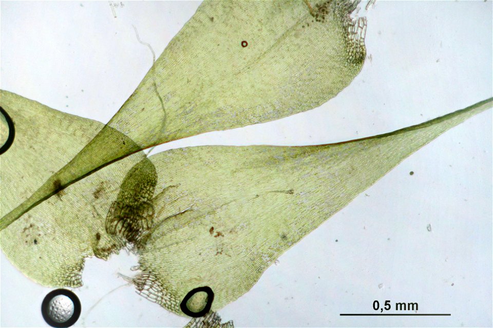 Campylium stellatum