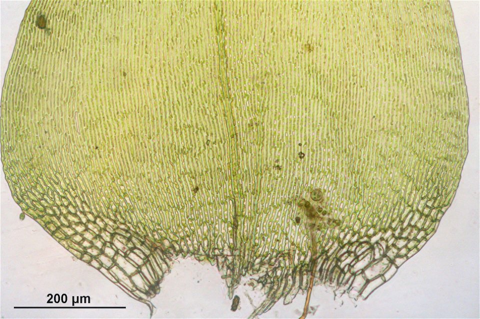 Campylium stellatum