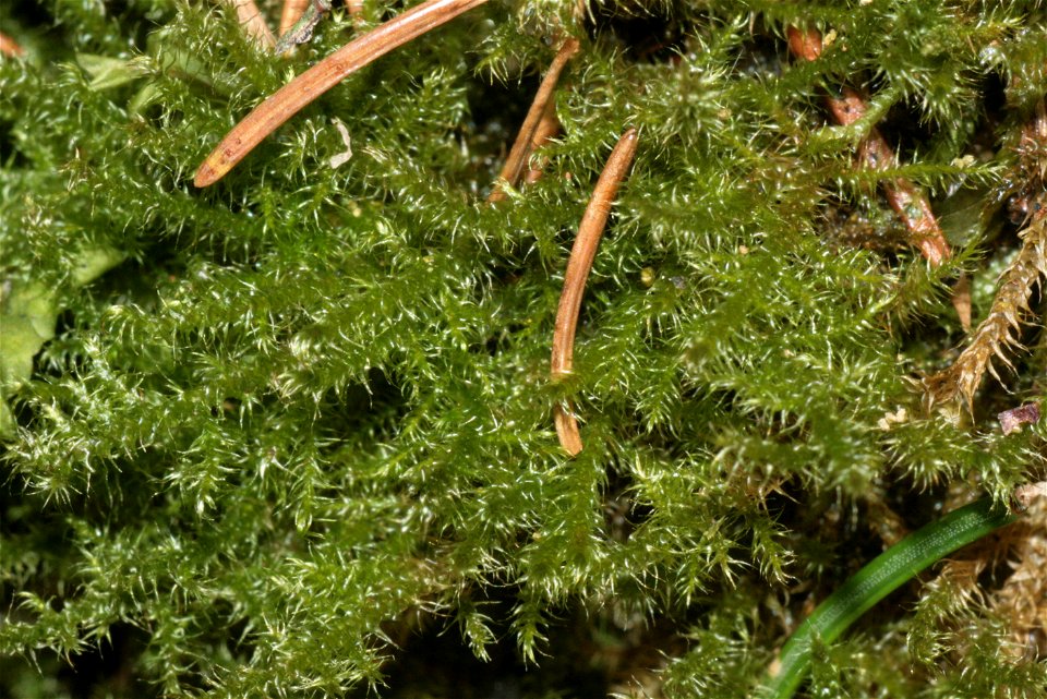 Campylium stellatum