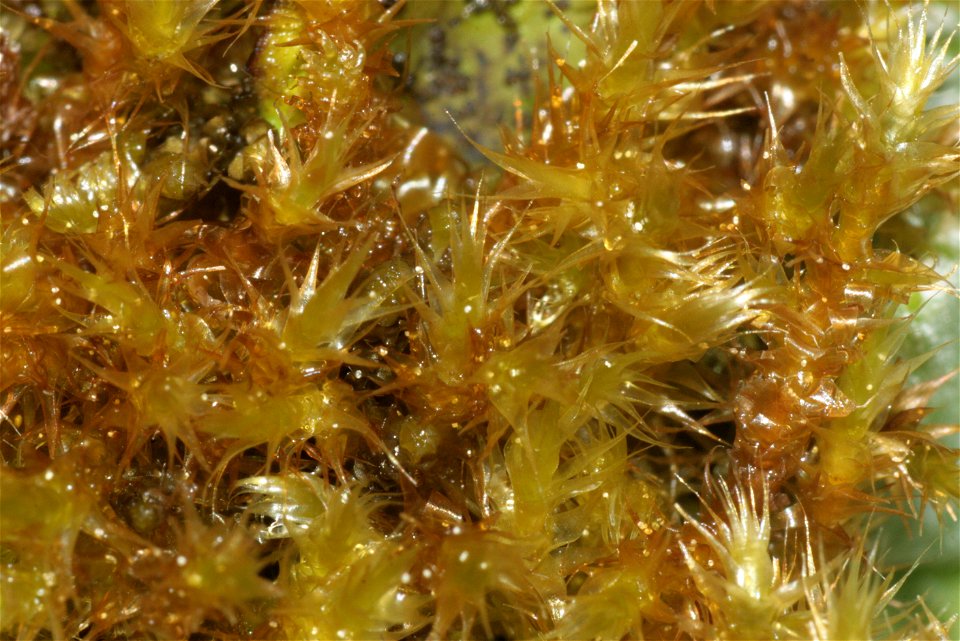 Campylium stellatum