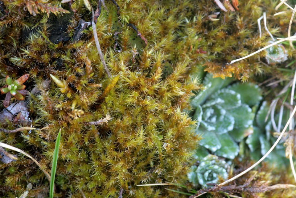 Campylium stellatum