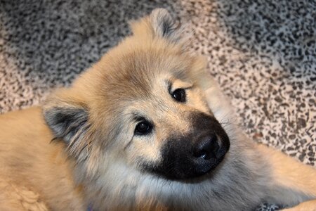 Eurasier portrait puppy black muzzle photo