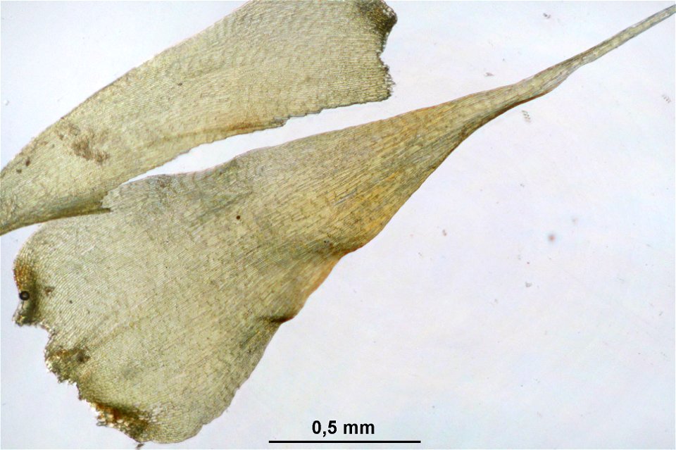 Campylium stellatum