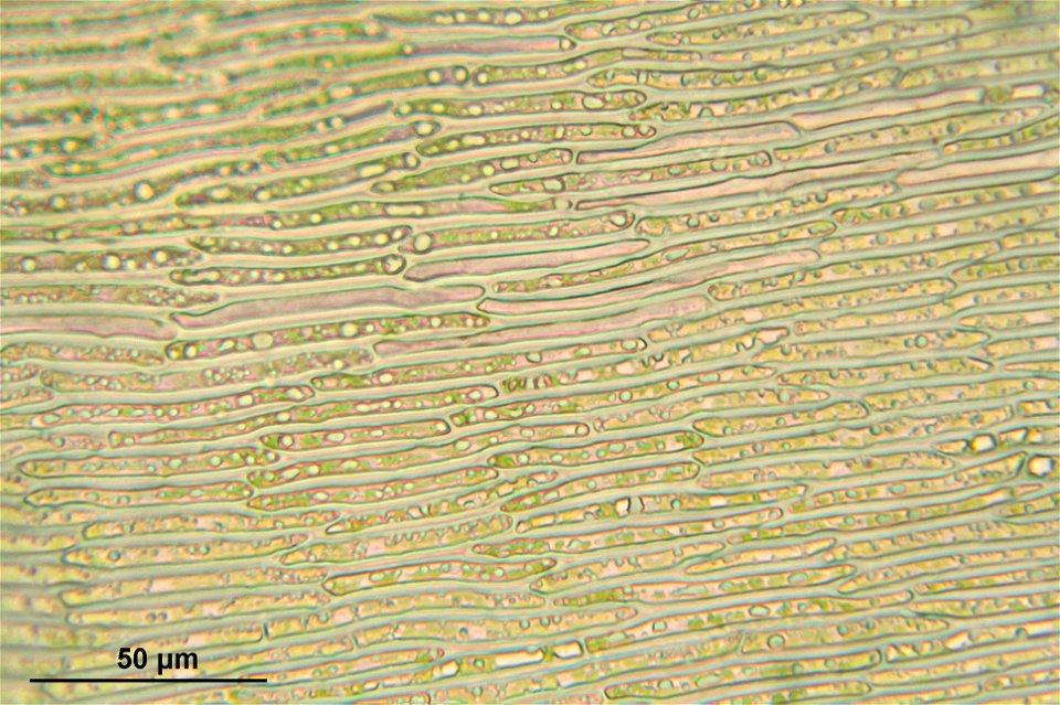Campylium stellatum