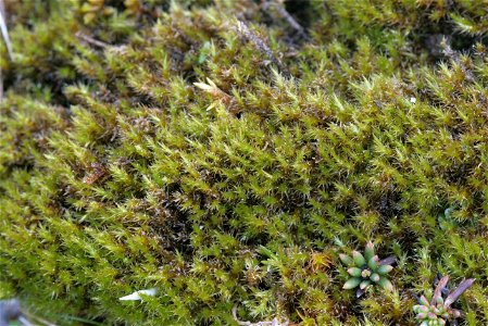 Campylium stellatum