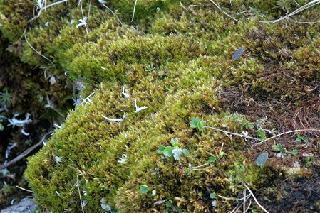 Campylium stellatum