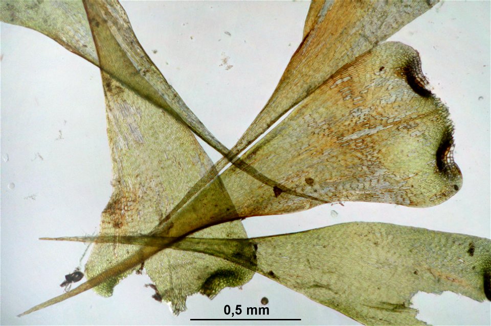 Campylium stellatum