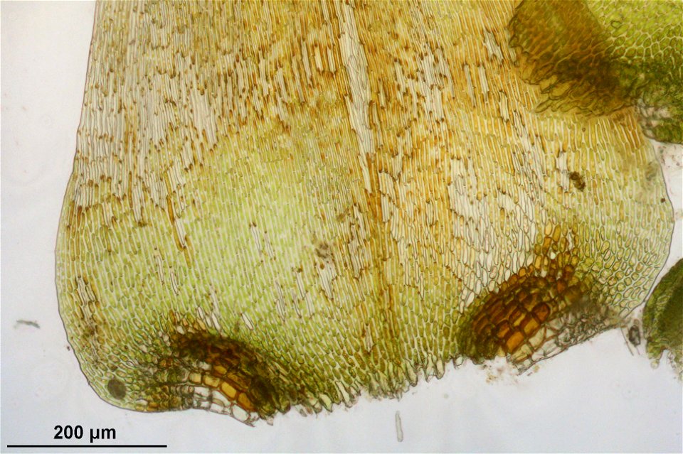 Campylium stellatum