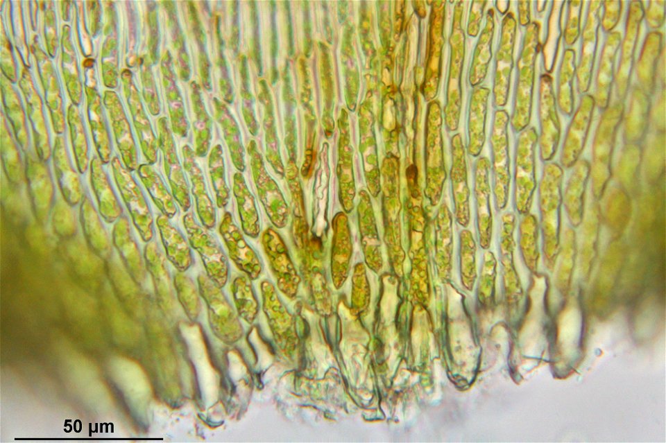 Campylium stellatum