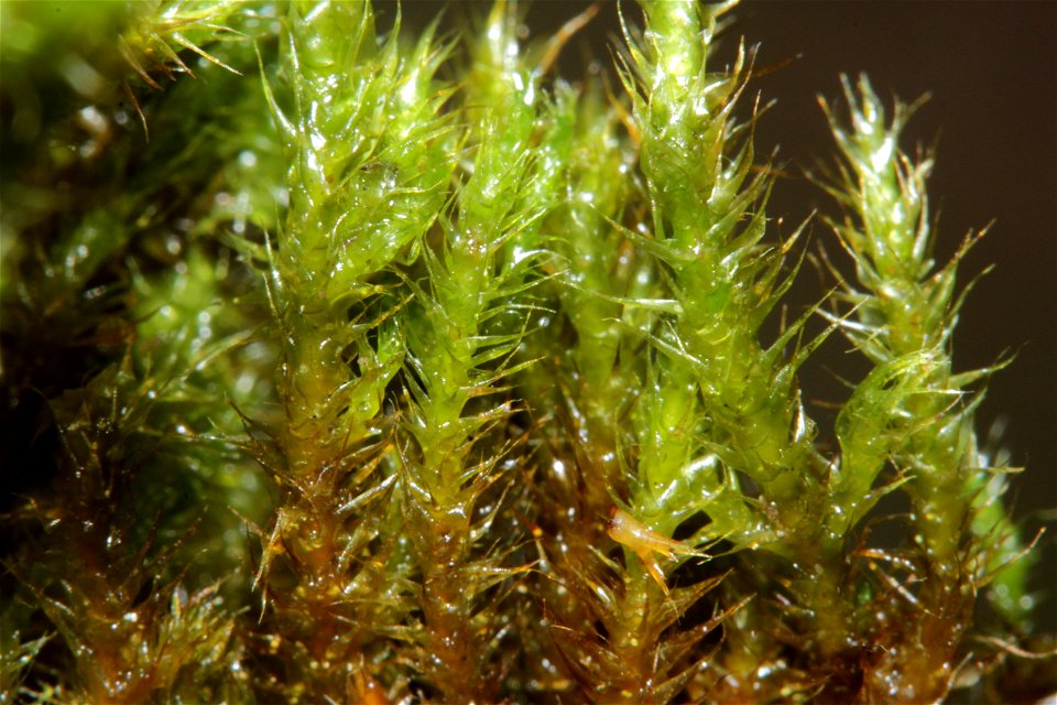 Campylium stellatum