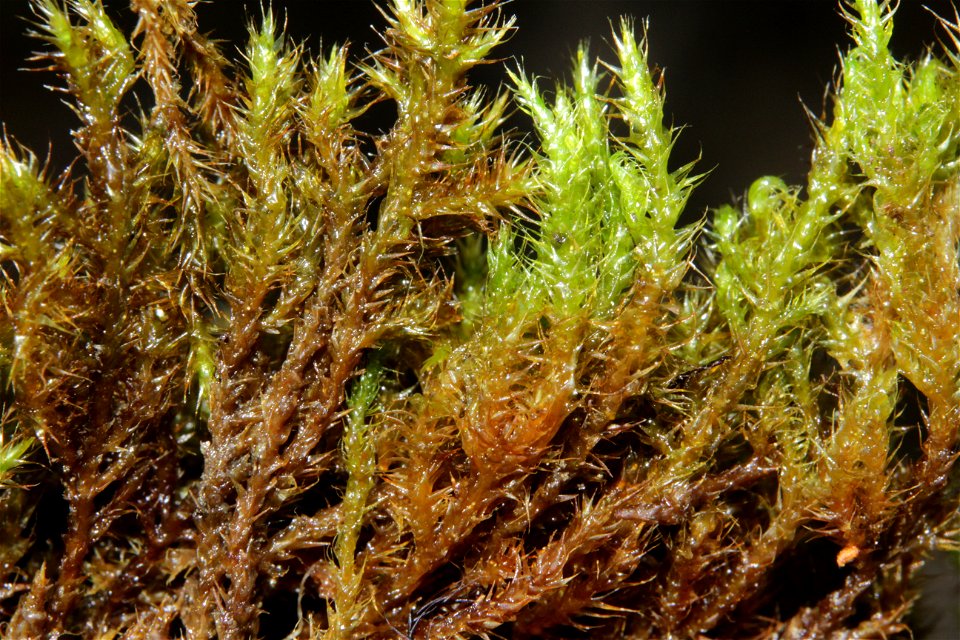 Campylium stellatum