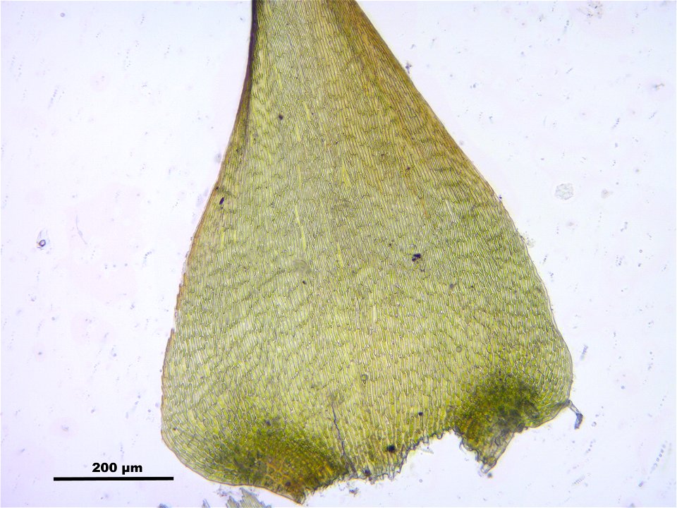 Campylium stellatum