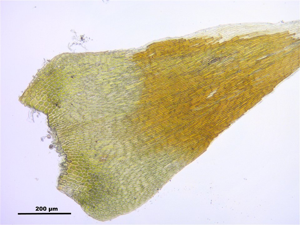 Campylium stellatum