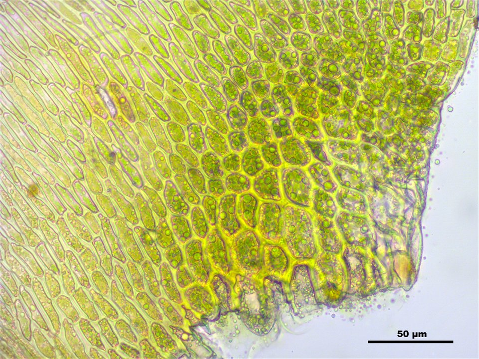Campylium stellatum