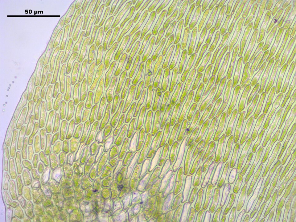Campylium stellatum