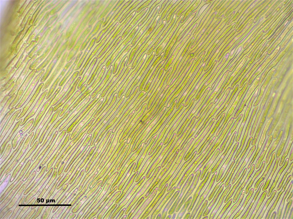 Campylium stellatum