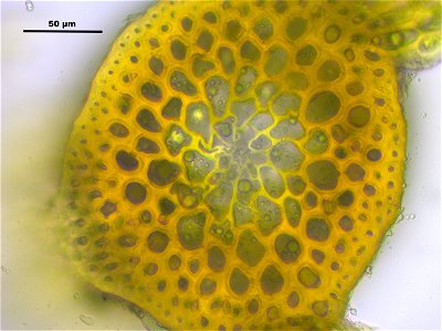 Campylium stellatum
