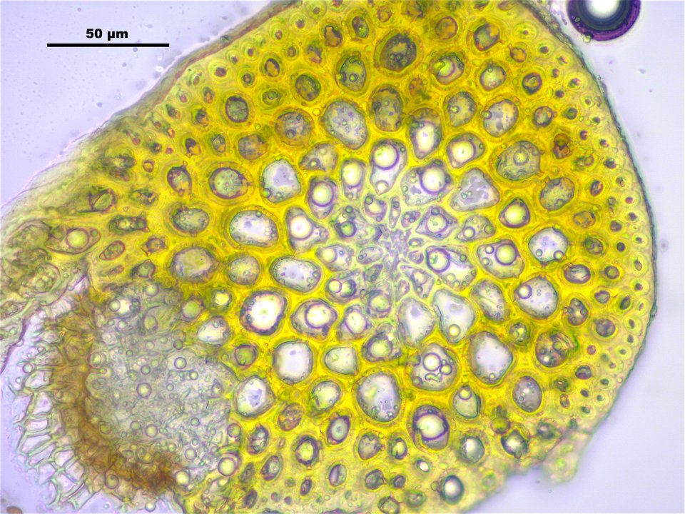 Campylium stellatum
