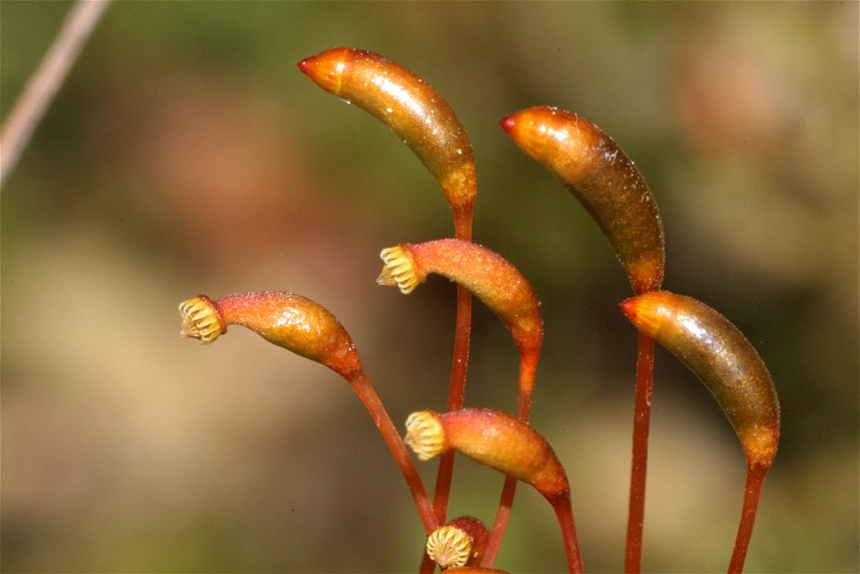 Campylium stellatum