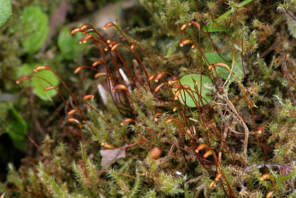 Campylium stellatum