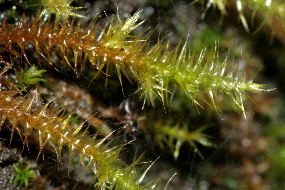 Campylium stellatum