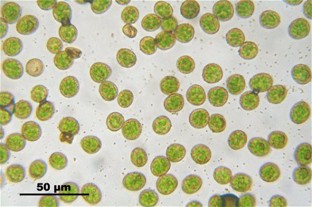 Campylium stellatum