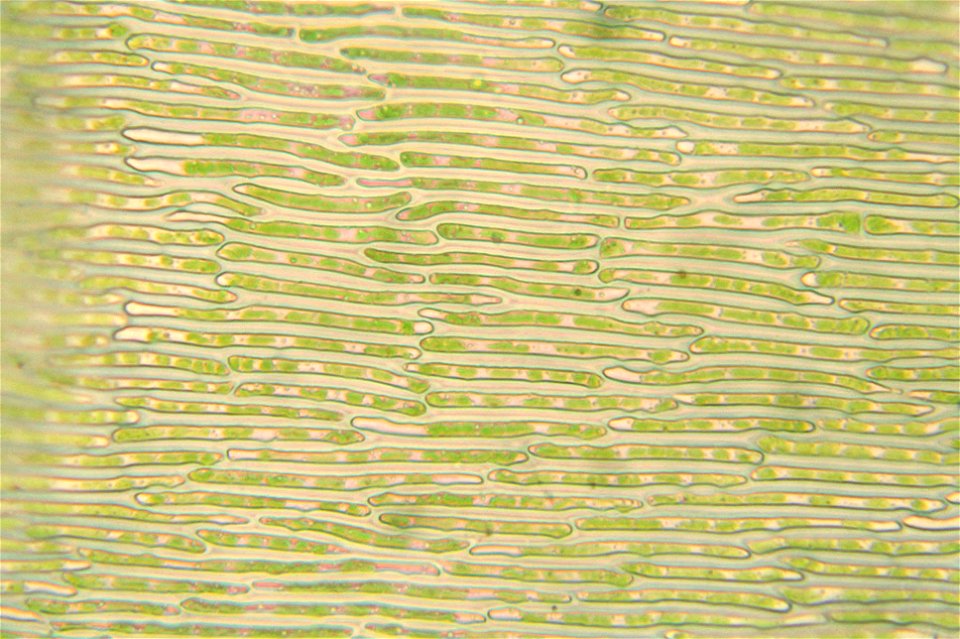 Campylium stellatum