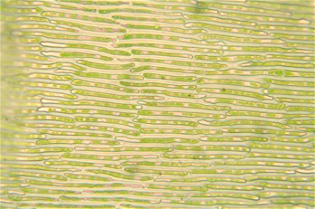 Campylium stellatum