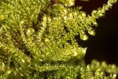 Ctenidium molluscum