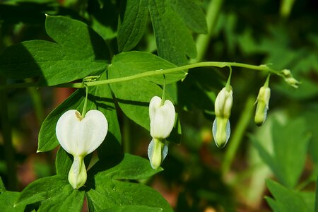 Two tone heart flower flaming heart herzerlstock photo