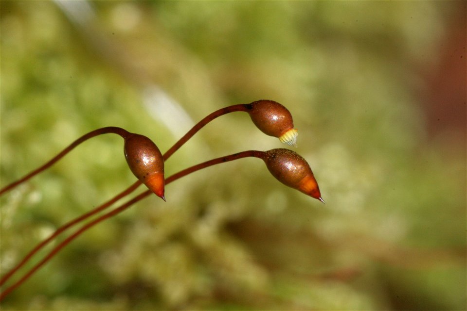 Ctenidium molluscum