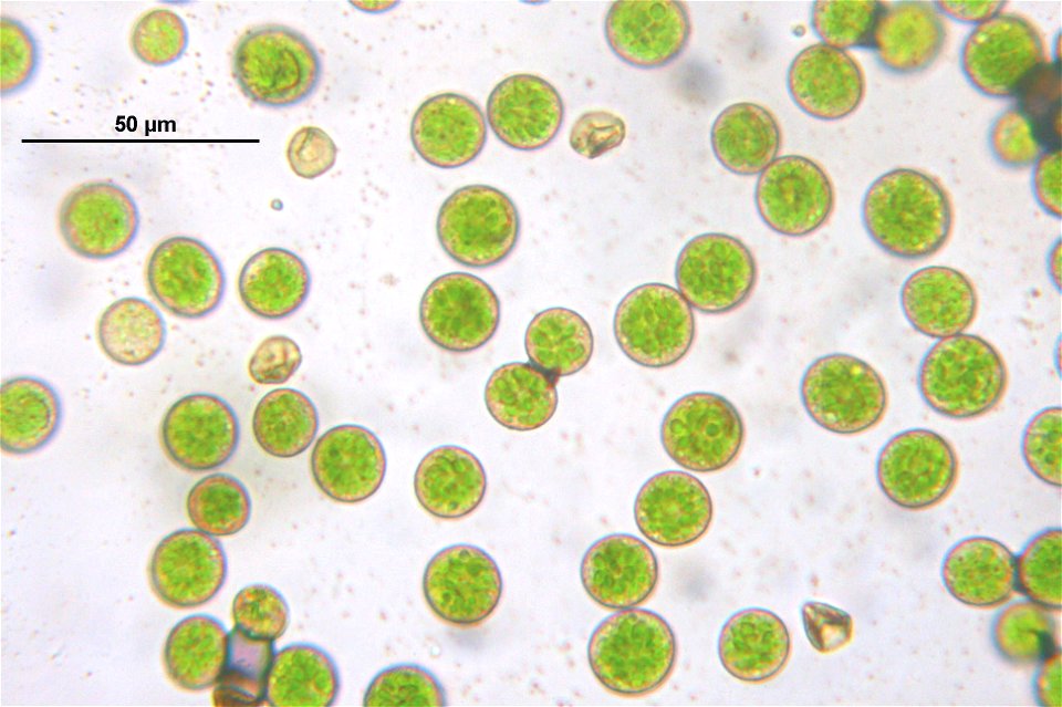 Ctenidium molluscum